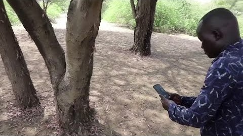 Locust scouts tackle swarms with smartphone app