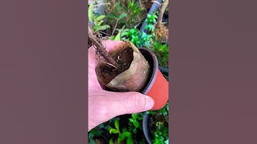 Chia sẻ cách cắt rễ cọc an toàn,cho cây thông đen  3 năm tuổi.