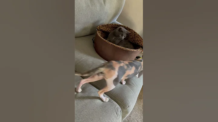 Get out of my bed! #sphynx #caturday