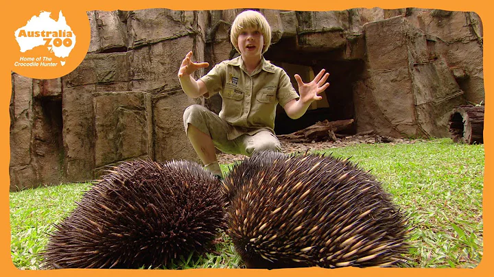 Robert Irwin's Australia Zoo Tour | Irwin Family A...