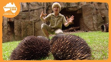 Robert Irwin