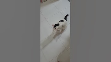 My funny cats playing - crazy over string #shorts