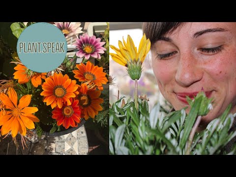 Video: Gazania Påfugl