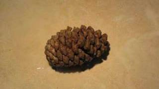 shrinking pinecone