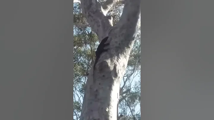 Local Reptile Wildlife at Crescent Head. Example f...