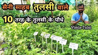 जल्दी बढ़ेगी तुलसी / Tulsi ऐसे 10 पौधे लगाएं, Tulsi Plant तुलसी के पौधे