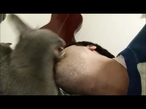 どっちの猫とキッスしようか迷った挙句、灰色とキッス - YouTube kokesukepapa