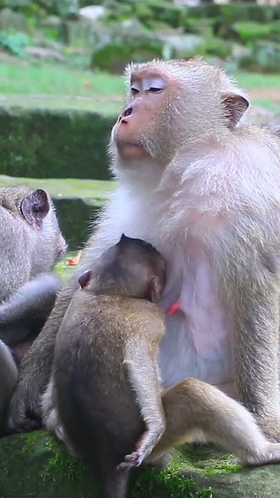 Brianna and Viola Give Milk to Her Bb#Vs@7k893