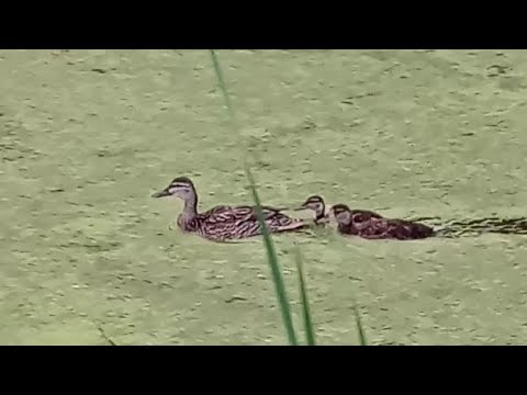 Duck Mama Leading