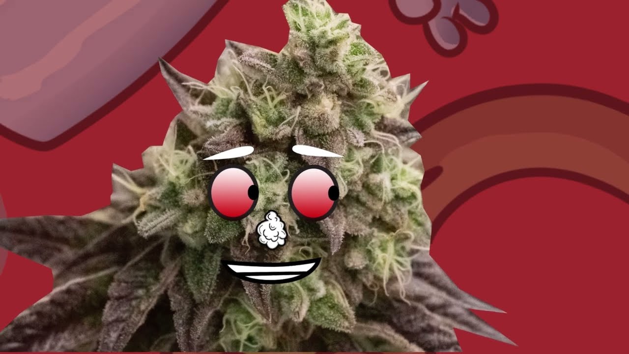 Questions from Instagram - What fertilizer does Budgrowerdotcom use? Gold Leaf