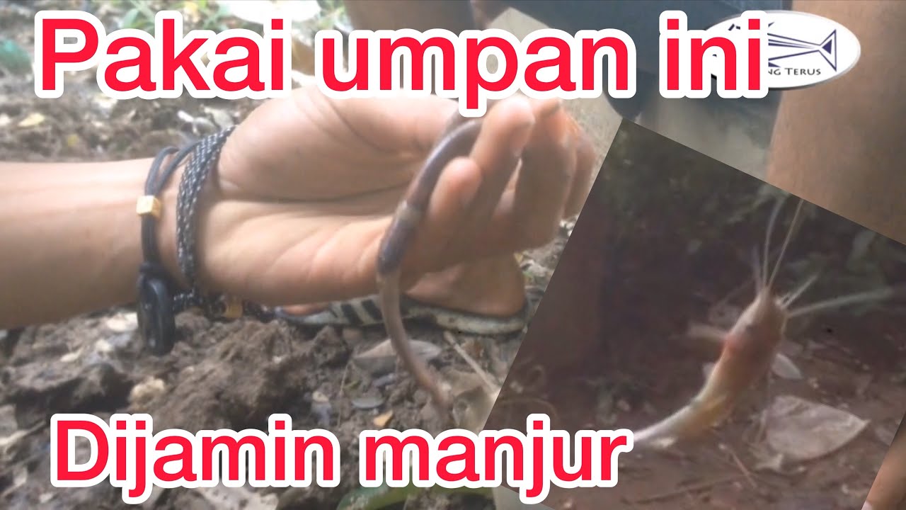 Umpan jitu mancing baung menggunakan cacing pulau || merangin mancing