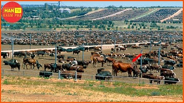 25 TRIỆU GIA SÚC ở ÚC Được Nuôi Theo Cách Này | Nông Nghiệp Thông Minh