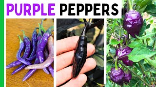 Purple Peppers Are Cool