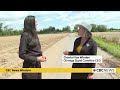 CBC Windsor News: August 18, 2026