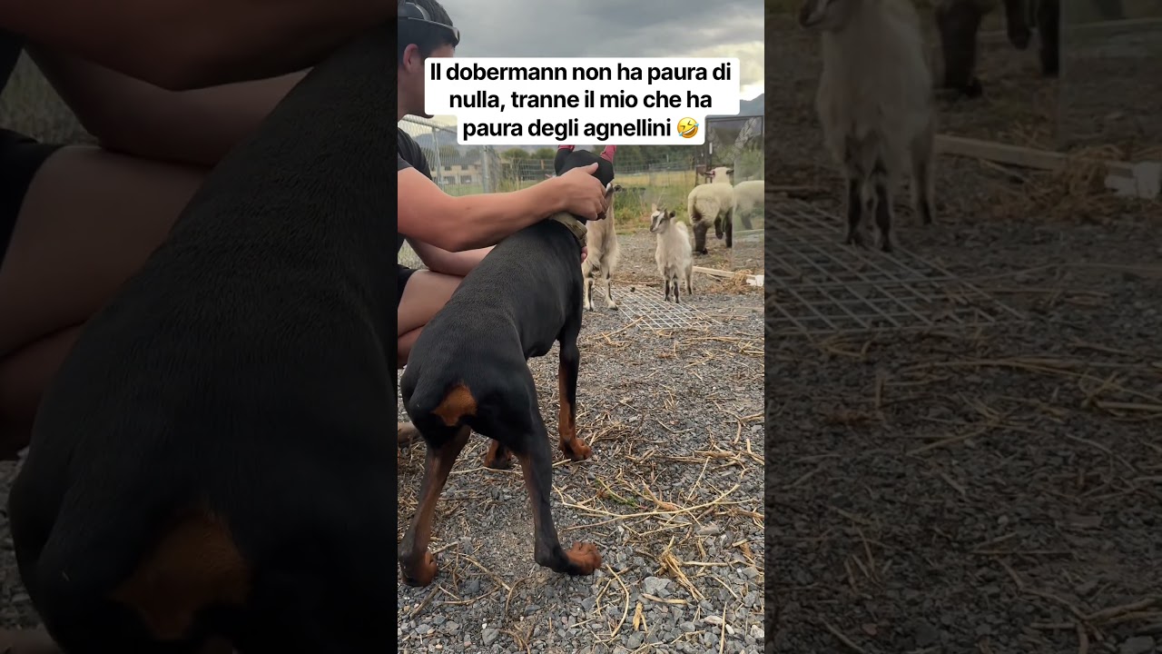 Mira Il dobermann non ha paura di nulla, tranne il mio che ha paura degli agnellini 🤣 en YouTube Mira Il dobermann non ha paura di nulla, tranne il mio che ha paura degli agnellini 🤣 en YouTube