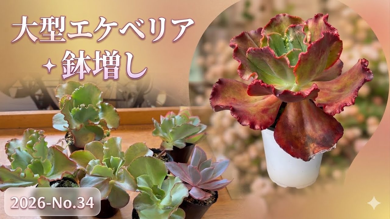 エケベリア Top 20個 多肉植物 20種類セット 当店農場生産多肉植物