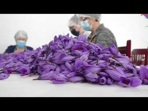 El morado invade los campos de la comarca con la llega de la temporada del azafrán