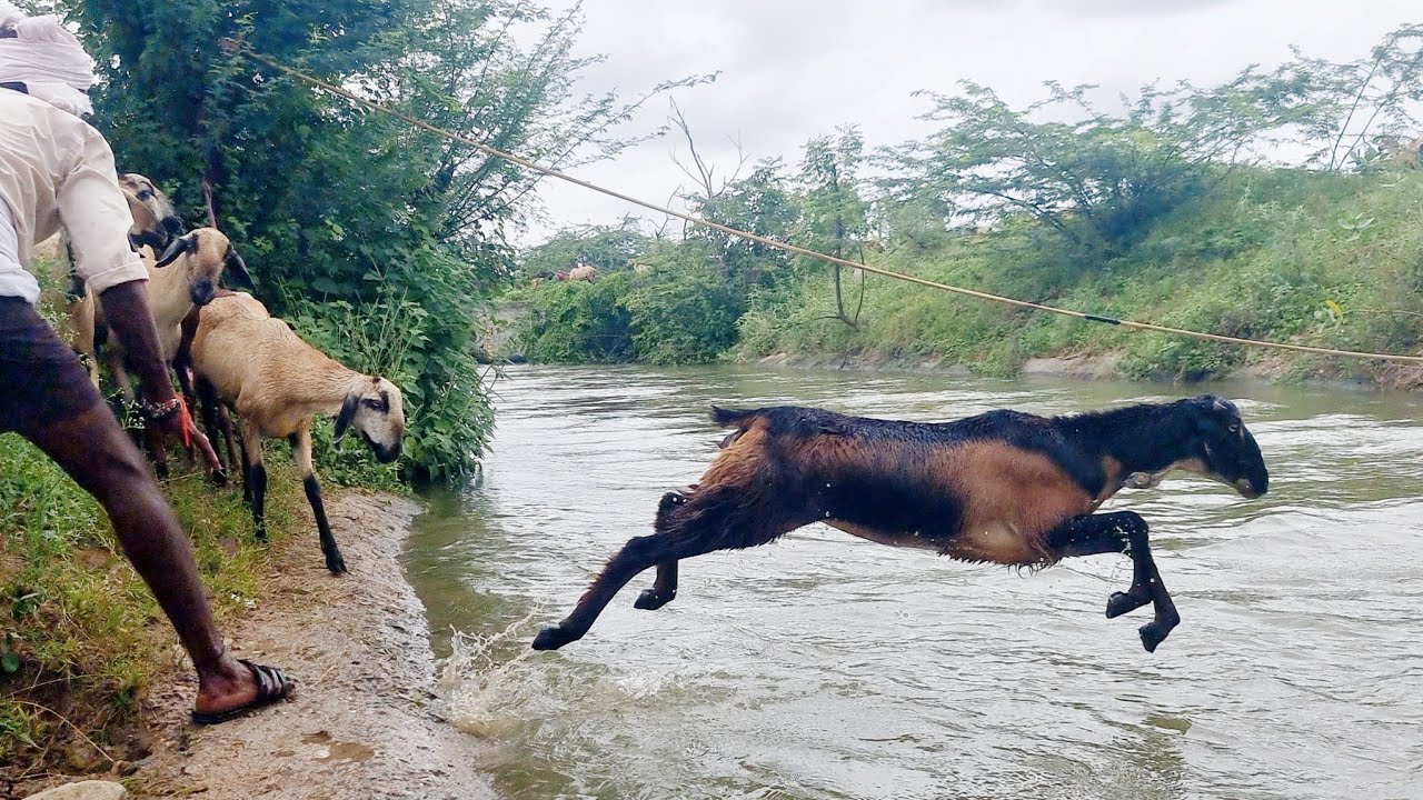 sheep jumping into the river-sheeps swimming-lake crossing 🐑-trouble crossing their animals-sheeps🐑🐑