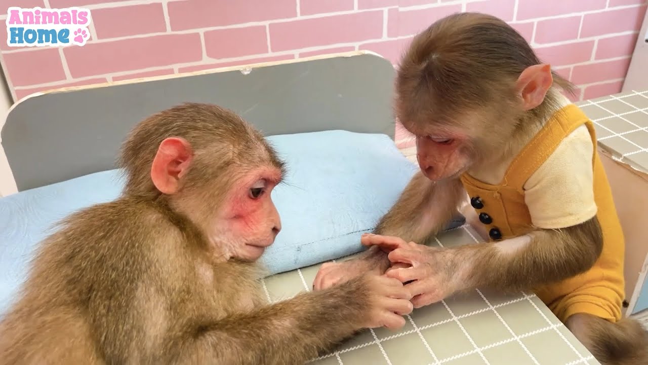 Monkey Obi Becomes a Big Brother to BiBi | ANIMALS LIFE