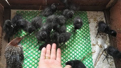 Tiếng chim quốc con gọi mẹ | tiếng quốc con kêu chuẩn | không tạp âm
