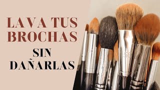 Cómo desinfectar las brochas de maquillaje: la manera correcta de hacerlo –  Enséñame de Ciencia