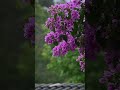 Nature's lullaby: beautiful rain sounds to calm your mind instantly 🍃🌧️
