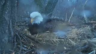 Decorah Eagles Mom laying Her 2nd Egg 2\/24\/18