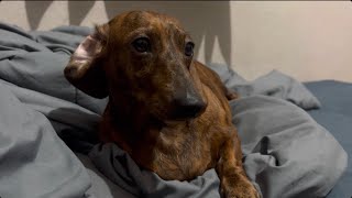 Mini dachshund stuck in her bed