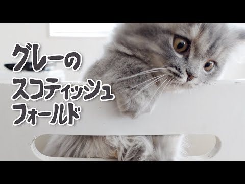 【スコティッシュフォールド】グレー長毛をお探しの方へ【ブルータビーの子猫】