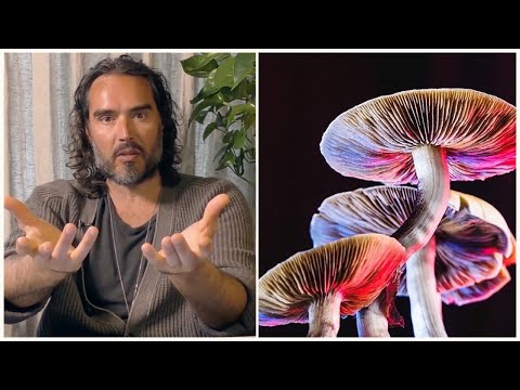 Is THIS the Real Reason Psychedelics Are Illegal?