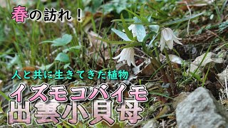 【”島根県”固有種】春の始まり！イズモコバイモ！