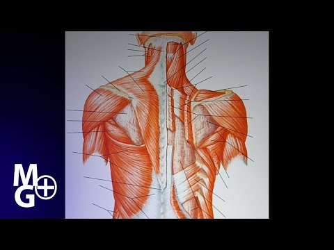 Muschii spatelui si ai cefei - MUSCHIUL TRAPEZ ( Disectie, inervatie, origine, insertie, actiune)