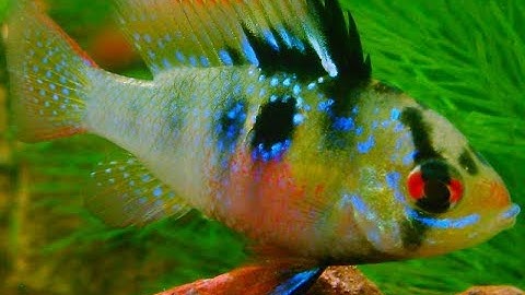 Cá phượng hoàng ngũ sắc lấp lánh sặc sỡ (VietSub)