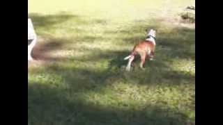 Sandy, Sharlto & Wikus at Dogwood Park:)