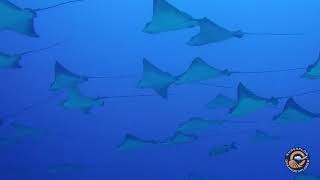 Deep South Male-Fuvahmulah Maldives 2018