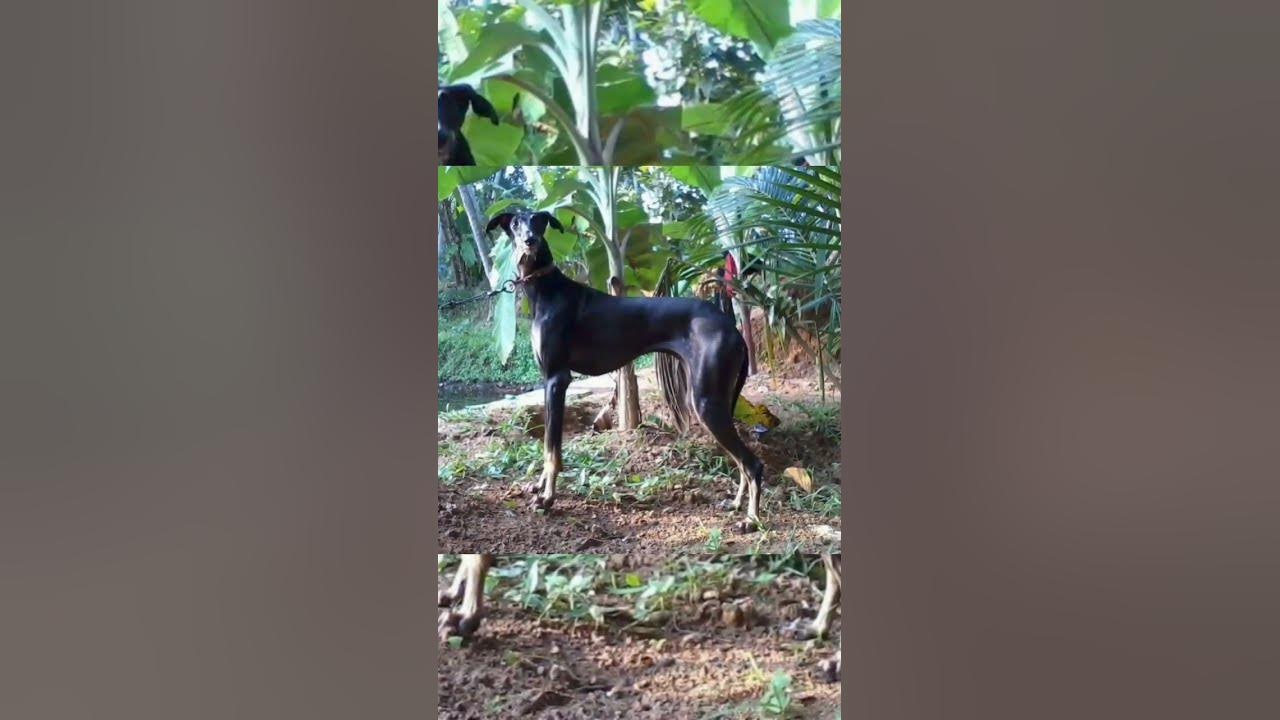 Top 4 Powerful Dog In Tamil Nadu YouTube top-4-powerful-dog-in-tamil-nadu-youtube