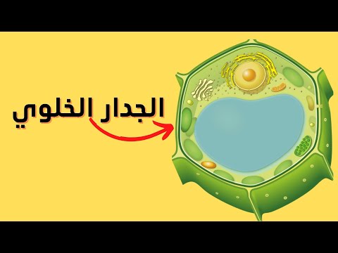 شرح بسيط للجدار الخلوي