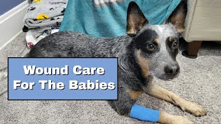 Wound & Hot Spot Care by The Heeler Mama 537 views 3 months ago 10 minutes, 18 seconds