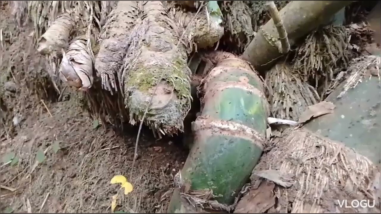 Naga Bertapa #bambuuniknusantara 