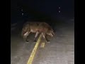 Big ASS Wolf Crosses Road Big ASS Wolf Crosses Road