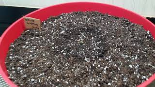 White Lightning Auto update #1