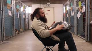 shelter dogs like music too