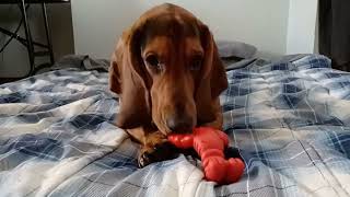 Lobster Chewing ASMR by ClydeBasset 373 views 3 months ago 1 minute, 20 seconds