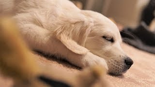 (End Sub) Touching The Puppy That Just Woke Up From A Nap I We Touch The Golden Retriever For You