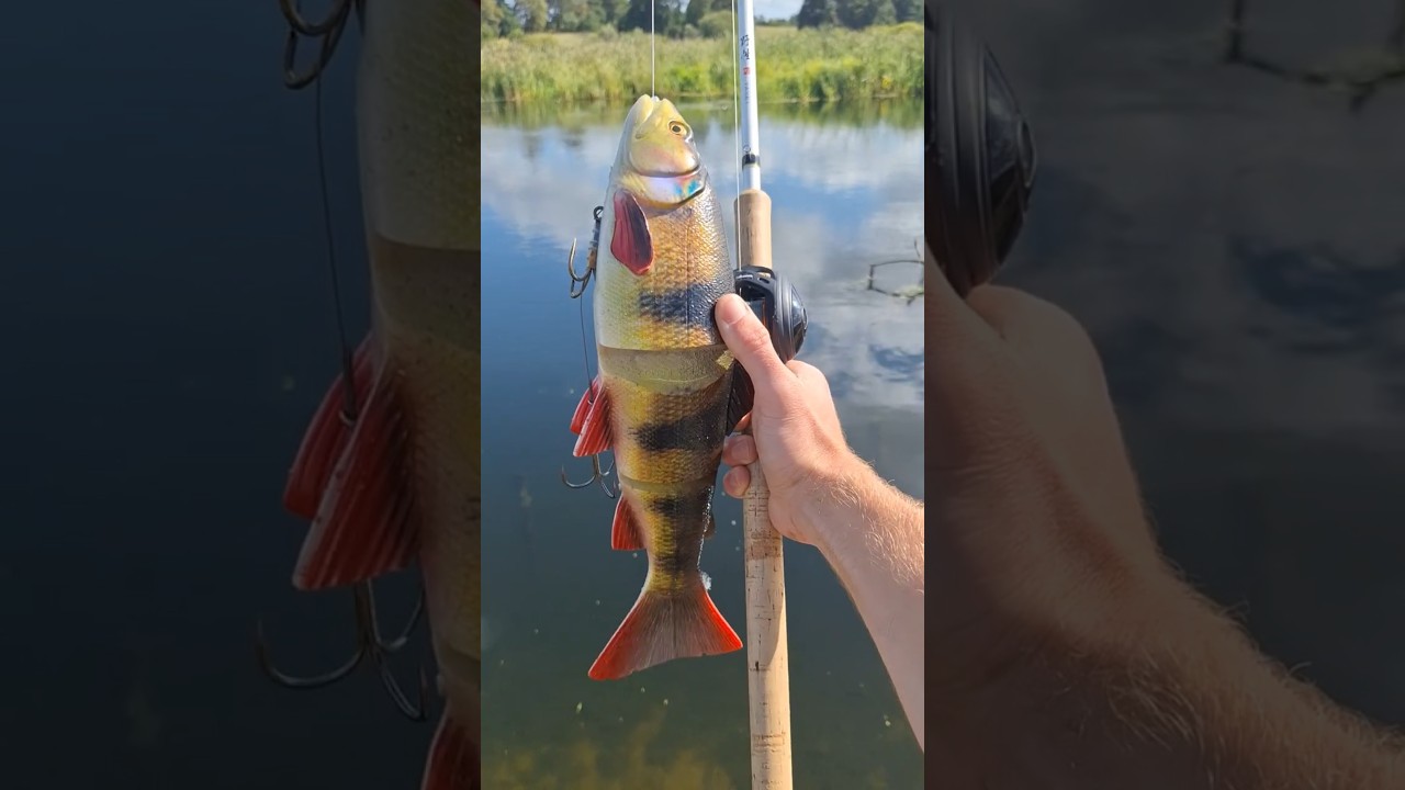 Savage Gear Line Thru Trout 40 cm  #shorts #fishing #predatorfishing  #savagegear #pike - YouTube