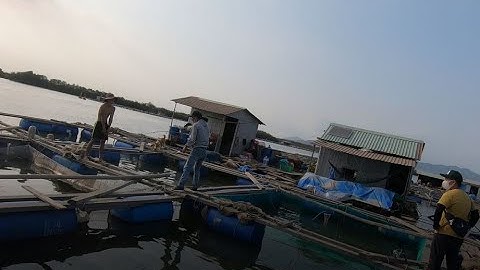 Làng bè GÒ GĂNG - trải nghiệm câu cá trên bè nuôi cá chim