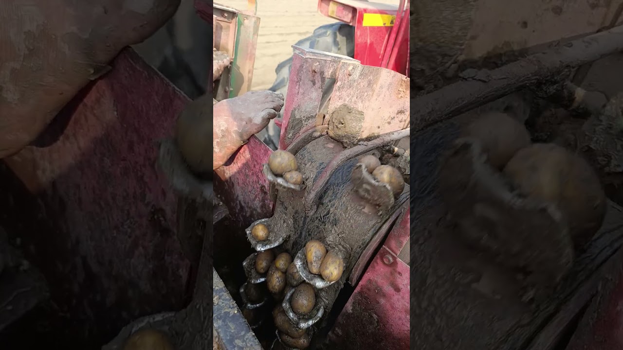 Efficient Potato Plantation with Massey Ferguson385  