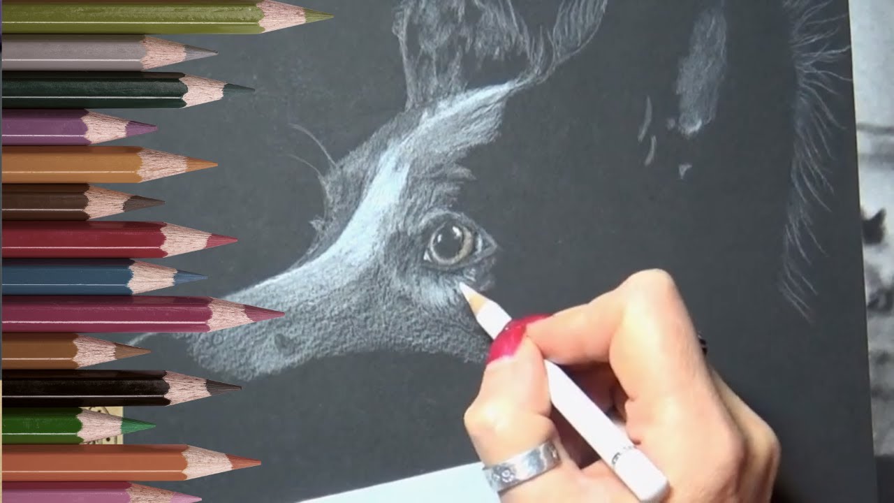 faber castell consultancy Working on Black Paper using Colored Pencils - Dog Portrait