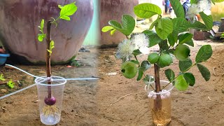 Simple Method Grafting Guava With Onion In A Glass Of Water