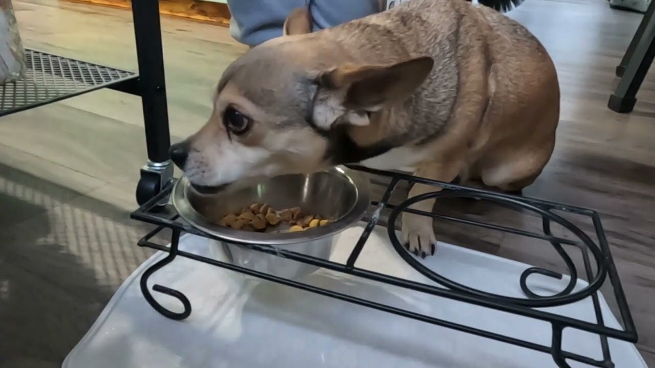 2   Guess What Guys? I'm Eating again! This is my favorite thing to do... EVER!
